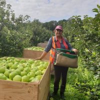 Fruit Picker Jobs and the Requirements to Acquire it