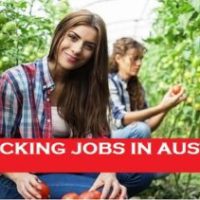 Fruit Picking Jobs in Australia With Visa Sponsorship 2023 – Apply Now!