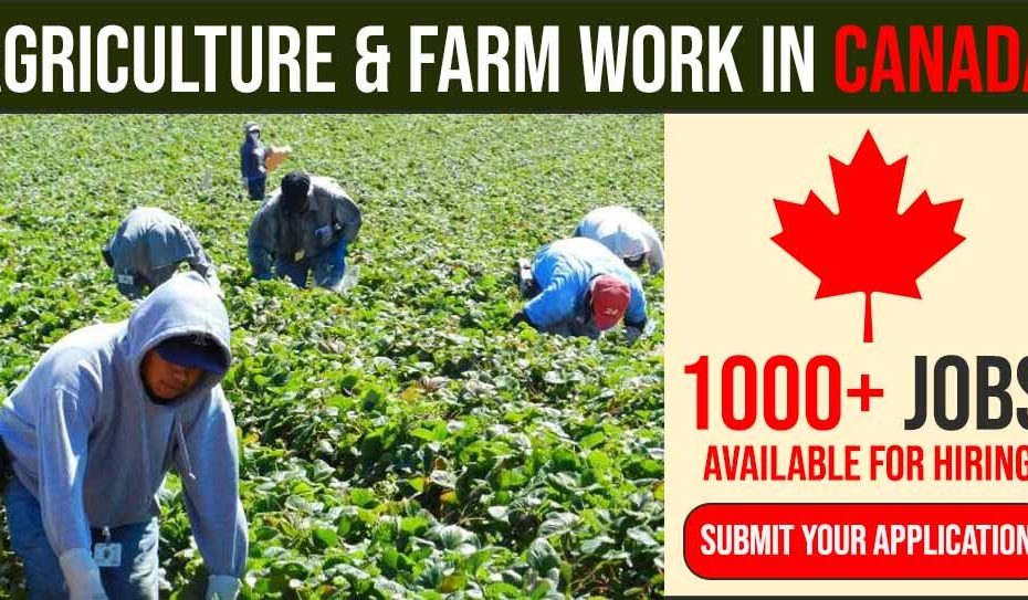 Multiple Recruitments for Farm Workers In Canada
