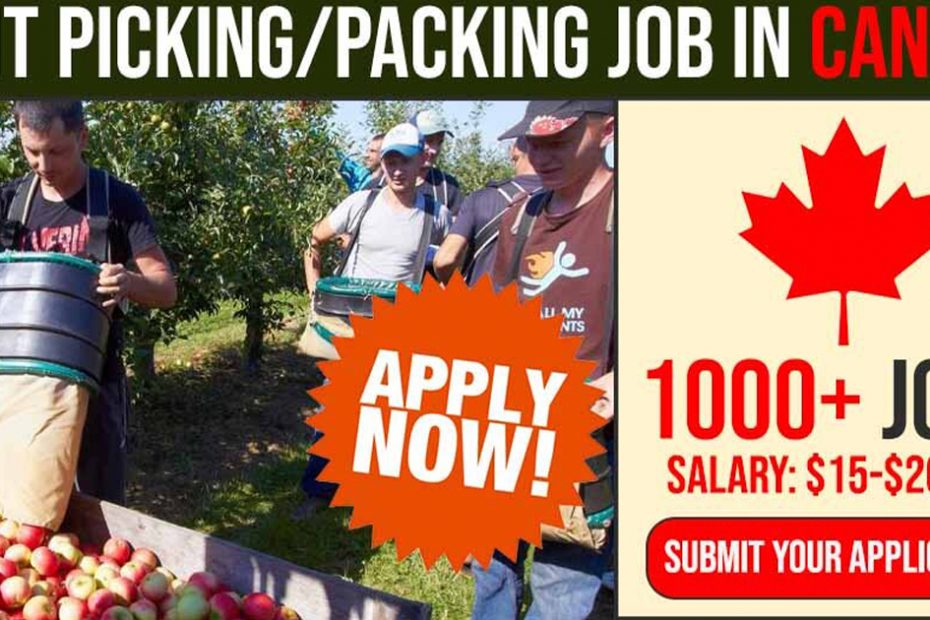 Relocate To Canada: Multiple Recruitments For Fruit-Pickers